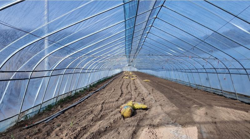 蔬菜大棚内春耕生产有序展开(席兆平 摄)