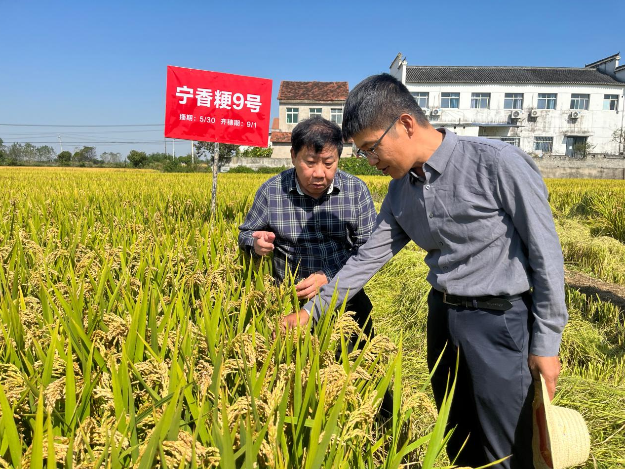 湖北省农科院首席科学家游艾青研究员(左一)与荷甲联赛官网万建民院士团队成员田云录副研究员交流种植技术要点(项俊平 摄)